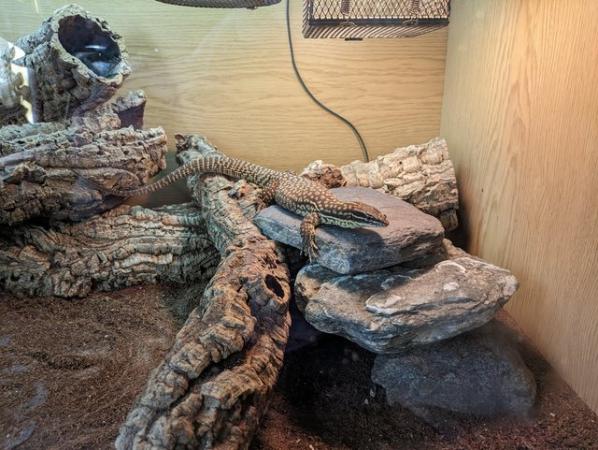 Image 1 of Ackie monitor and full setup 1 year old