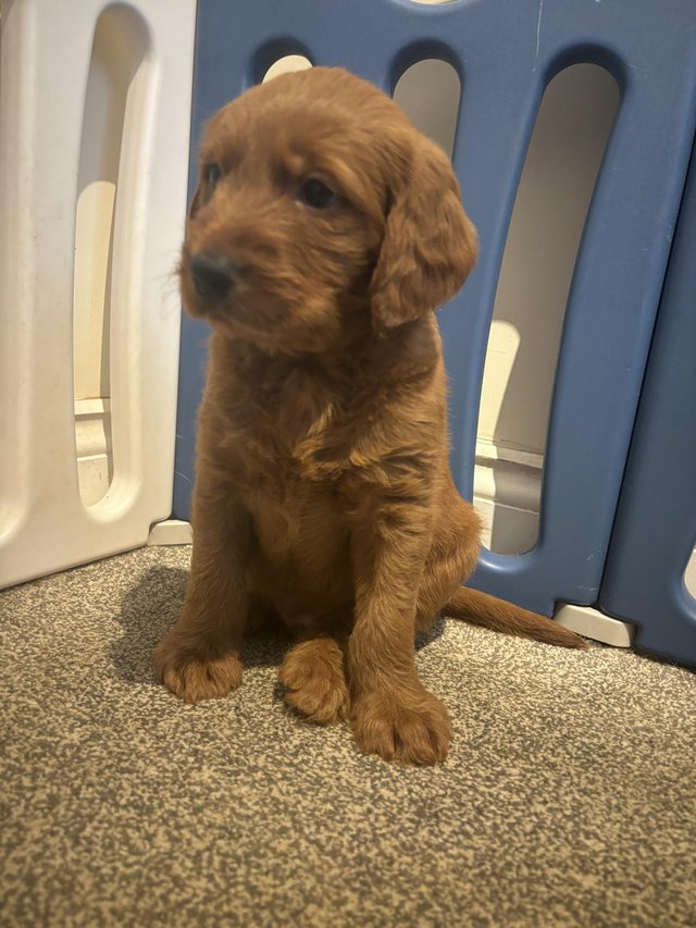Preview of the first image of DARK RED BOY left F1 standard labradoodle puppy.