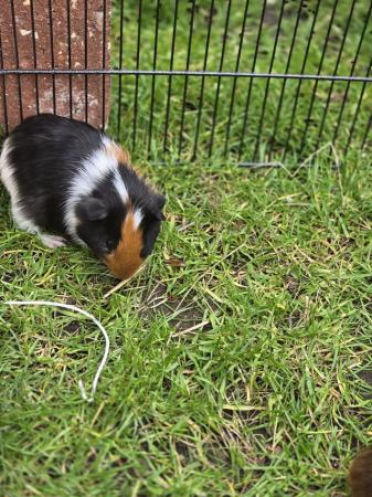 Image 3 of 11 week old male Guinea pigs