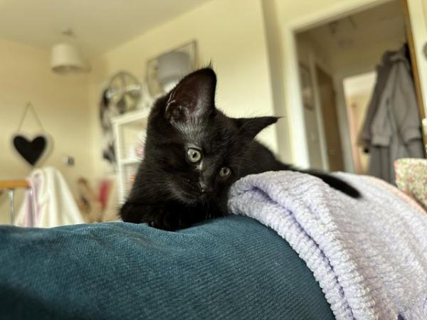 Image 2 of Beautiful pure black kitten for sale