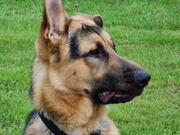 Image 1 of Dexter  GSD is still looking for the right