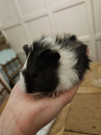 Image 7 of 5 guinea pigs for sale, Male/Female
