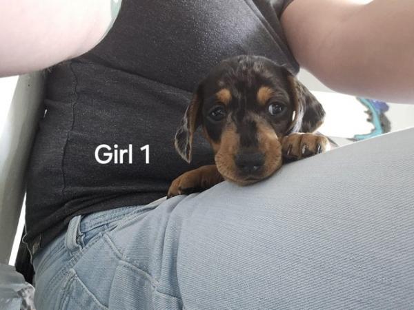 Image 4 of Stunning miniature dachshund dapple girls available