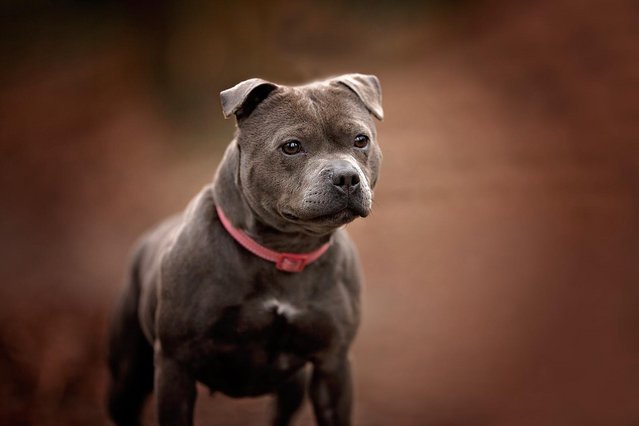 Image 6 of beautiful champion blue Staffordshire bull terrier puppies