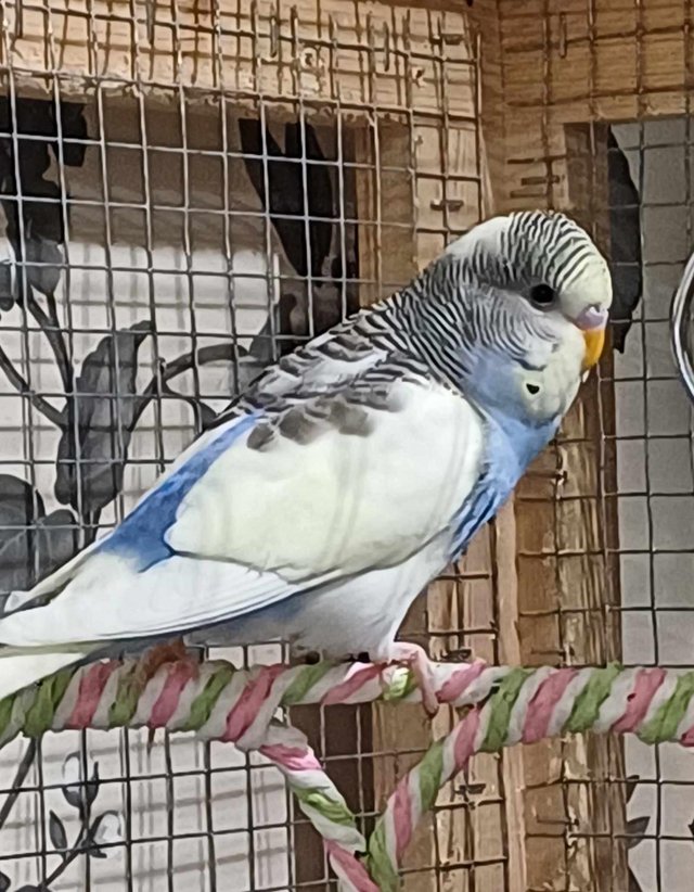 Preview of the first image of 1 young MALE budgie for sale.