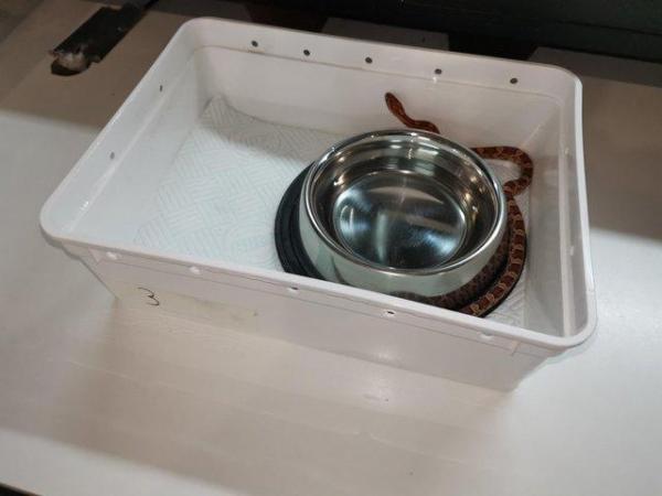 Image 17 of Lovley young corn snake available
