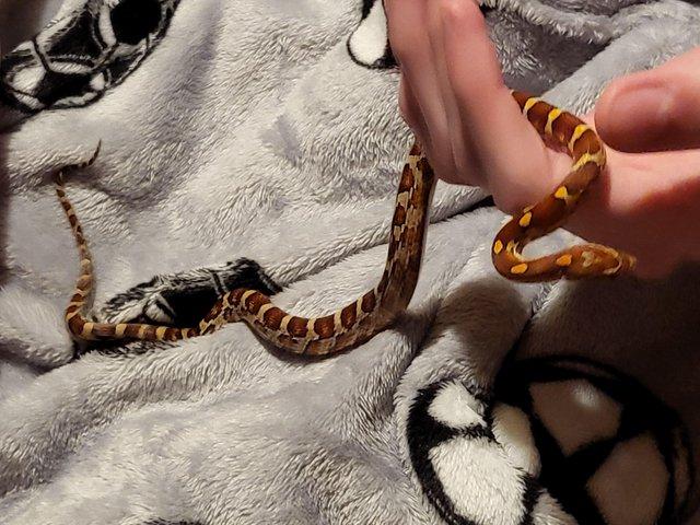 Preview of the first image of 10 month old corn snake.