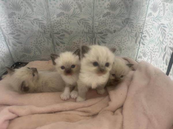 Image 7 of Our beautiful rag doll kittens