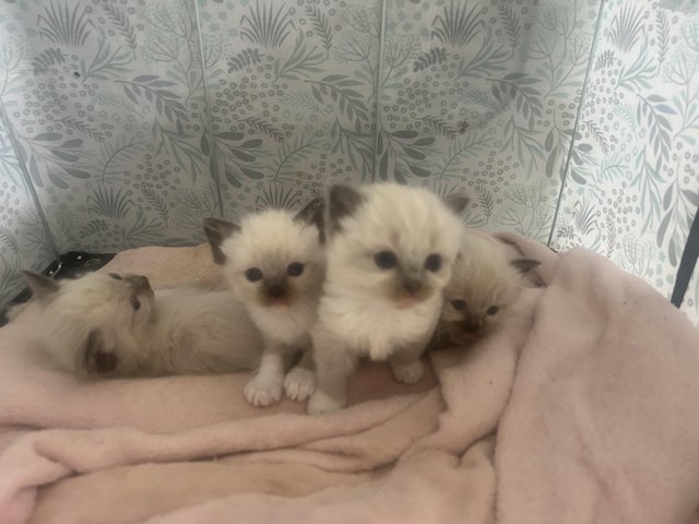 Preview of the first image of Our beautiful rag doll kittens.