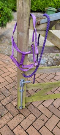 Image 2 of Purple cob headcollar and leadrope