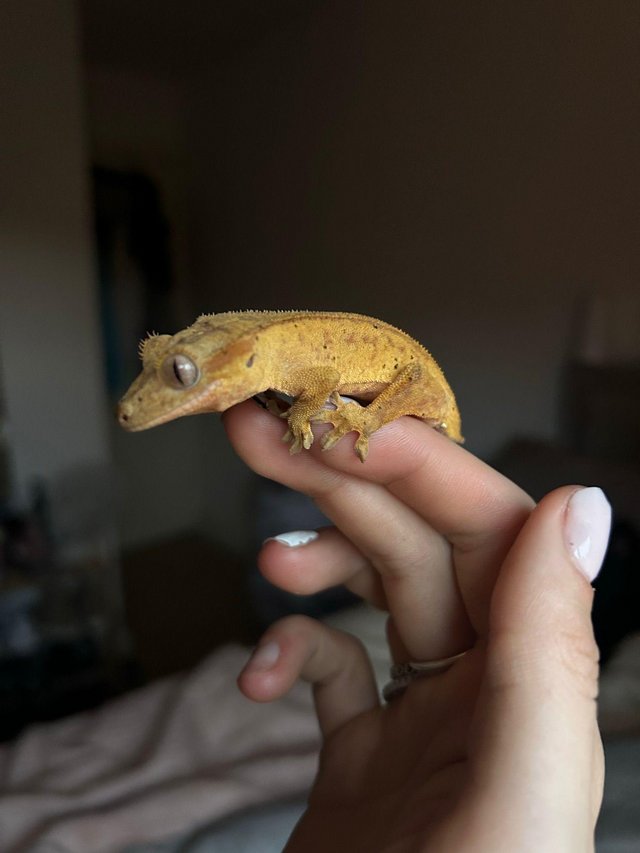 Preview of the first image of Juvenile crested gecko and tank for sale.