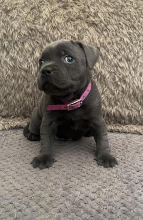 Image 4 of Blue kc staffy/ Staffordshire bull terrier puppies