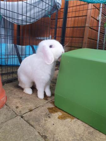 Image 4 of FINN neutered/vaccinated friendly lop boy for adoption