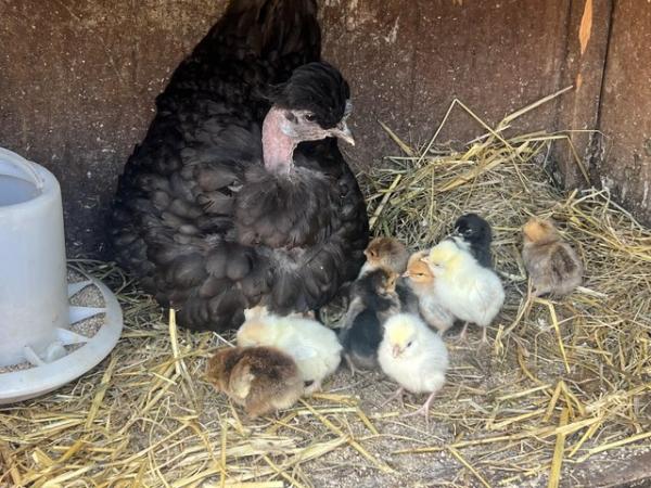 Image 2 of Nacked neck mum with 11 chicks for sale