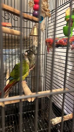 Image 5 of Conures for sale male and female