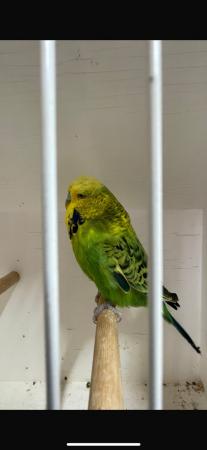 Image 4 of Exhibition Budgies Available