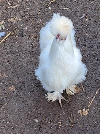 Image 3 of Silkie Bantam hens various colours