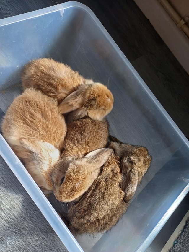Preview of the first image of Three Lop/Mini Lop rabbits: ready now.