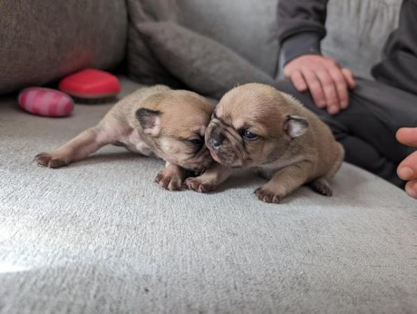 Image 2 of KC REGISTERED french bulldog puppies
