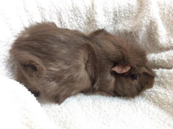 Image 5 of 4 female guineas available