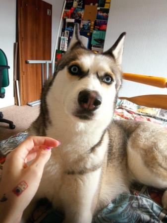 Image 2 of Amost three years old husky, female for sale to a good home