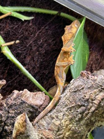 Image 5 of Crested gecko juveniles