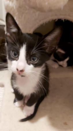 Stunning Oriental Kittens BLACK AND WHITE 3 BOYS for sale in Biggleswade, Bedfordshire - Image 15