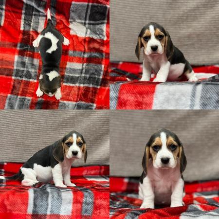 Image 4 of STUNNING CHUNKY KC BEAGLE PUPPIES READY NOW