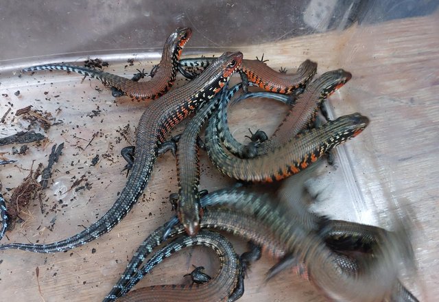 Image 10 of African Fire Skinks for sale