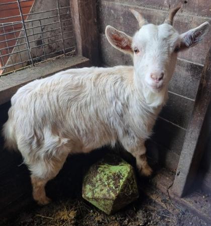 Image 1 of Trio of pigmy goats looking for 5*home