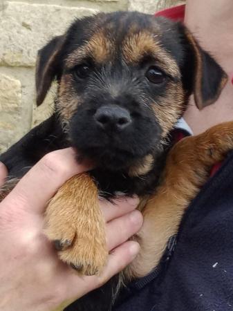 Image 1 of SLEM clear Border Terrier KC Registered puppies