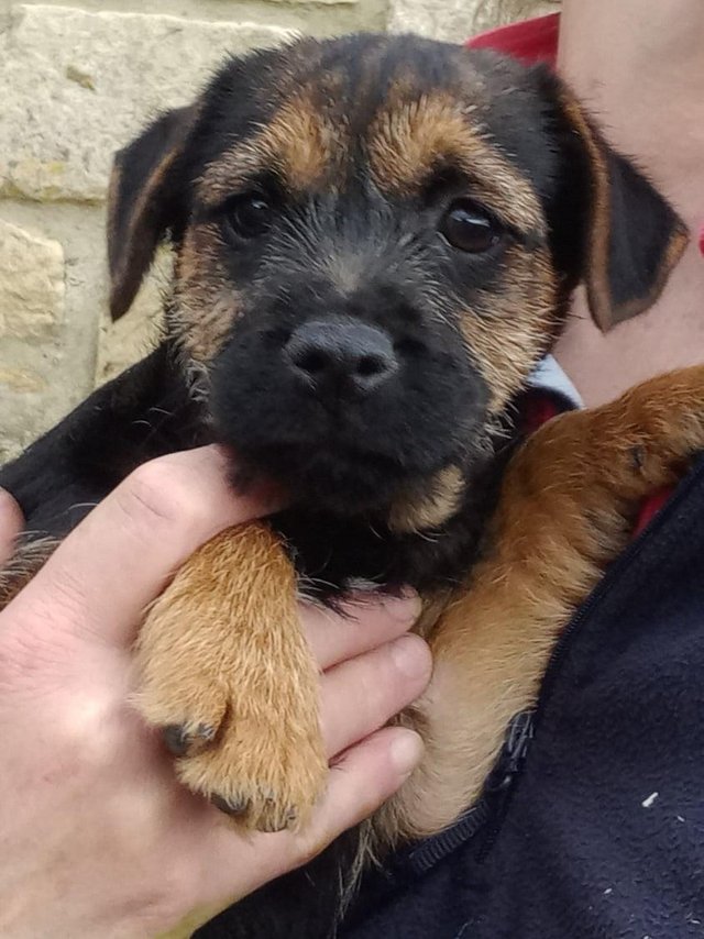 Preview of the first image of SLEM clear Border Terrier KC Registered puppies.