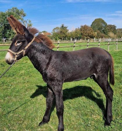 Image 3 of Gorgeous and Rare American Mammoth Donkey - Gelded