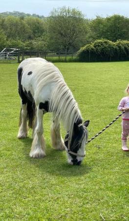 Image 1 of Very friendly cob, ideal first time pony
