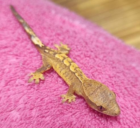 Image 38 of Beautiful Crested Geckos!!! (ONLY 1 LEFT)