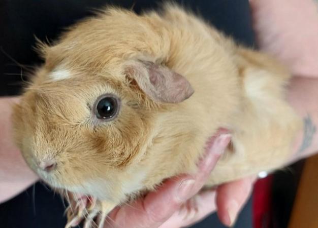 Image 6 of Female Guinea Pig for sale