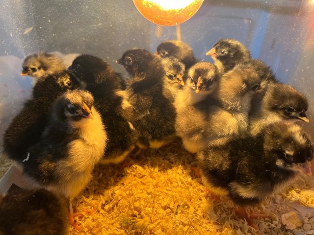 Preview of the first image of Day old chicks - blue, black and cuckoo Marans.
