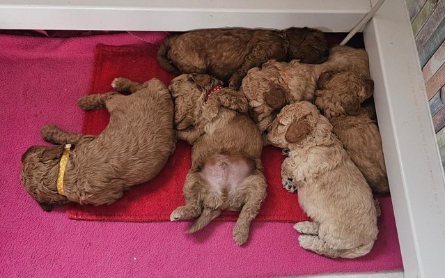 Image 2 of Miniature F3B Labradoodle Puppies.
