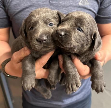 Image 12 of Stunning - Silver & Charcoal Labrador Pups