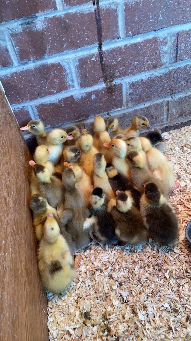 Preview of the first image of Day old ducklings ……………..
