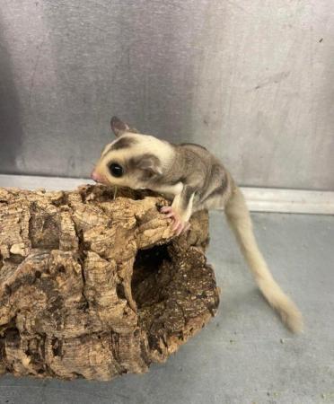 Image 2 of Various baby Sugar gliders available