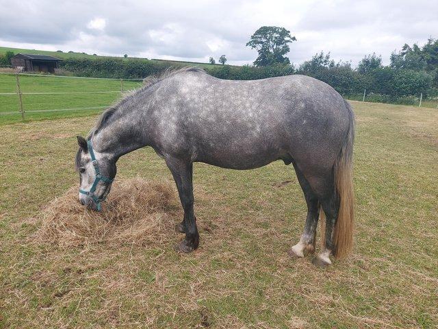 Preview of the first image of Stunning 3 year old full Connemara Gelding.