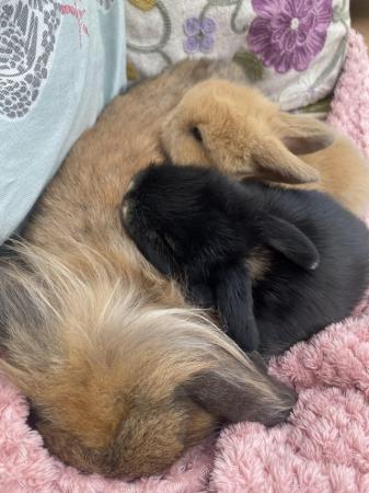 Image 2 of Indoor raised mini lops