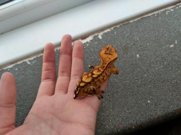 Image 11 of baby crested Geckos for sale..