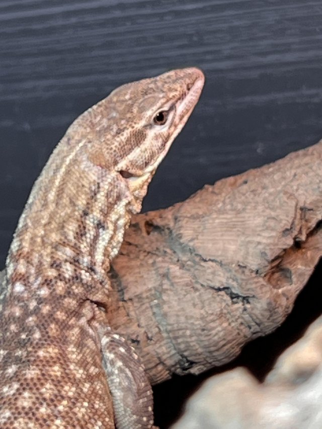 Preview of the first image of Female Ackie monitor for sale.