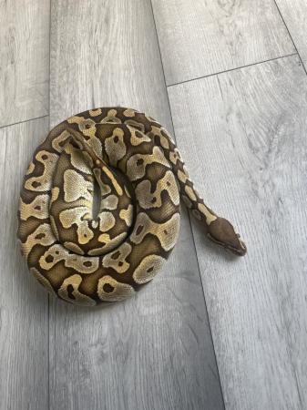 Image 2 of Proven Female butter royal python