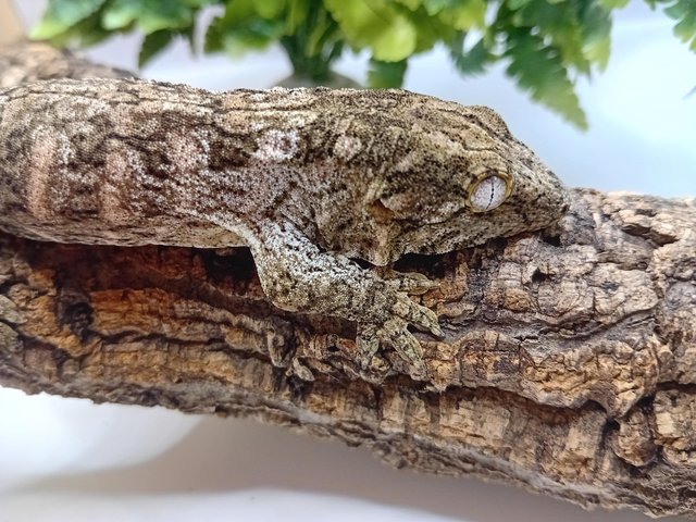 Preview of the first image of Gorgeous baby freidel line leachie gecko for sale!!!.