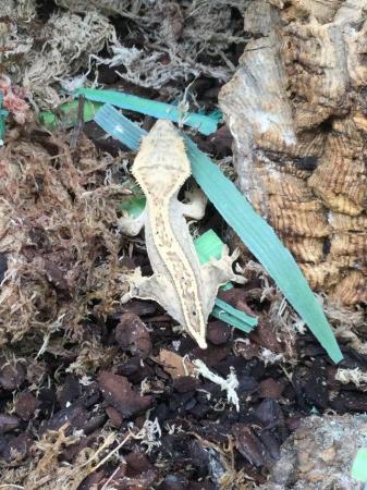 Image 1 of Partial pinstripe flame Dalmatian crested gecko £80