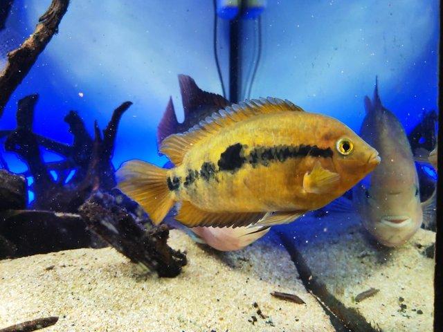 Preview of the first image of Tropical Cichlids: Parrot cichlid, Rainbow Cichlid, Jaguar...