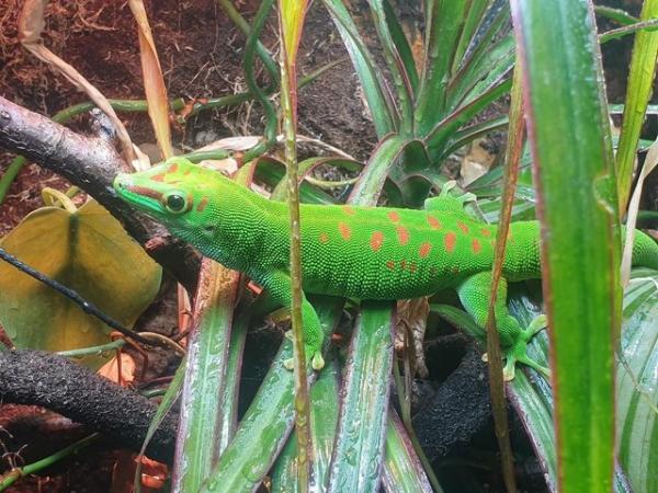 Image 4 of Phelsuma grandis - Giant Day Gecko *UPDATED*